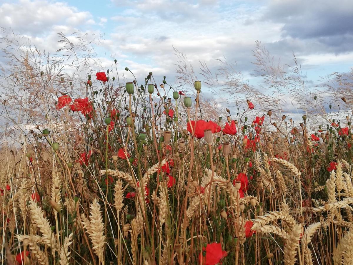 Appartamento Eifelpause Plaidt Esterno foto